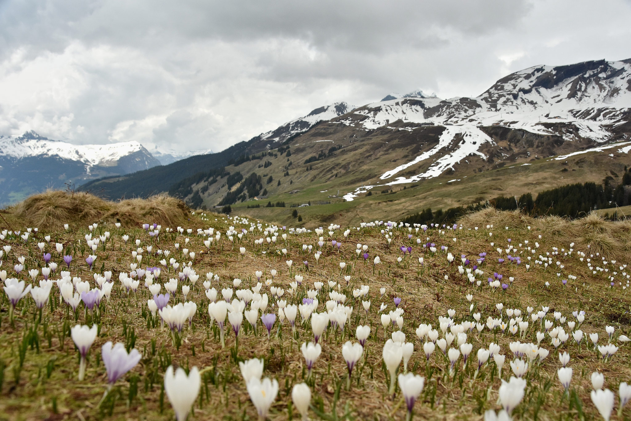 Grindelwald